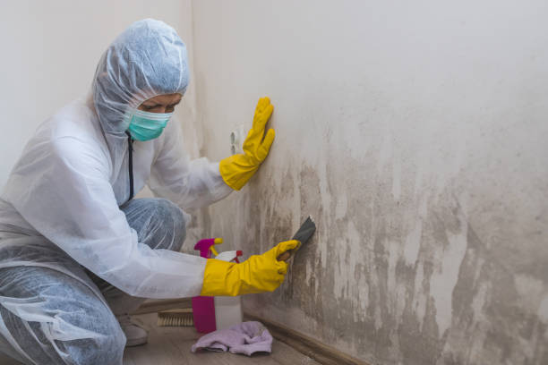 Best Crawl Space Mold Remediation in Carver, MN