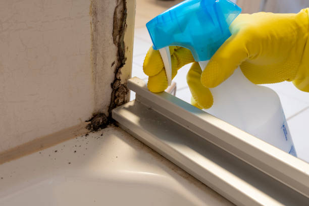 Best Industrial Mold Remediation in Carver, MN