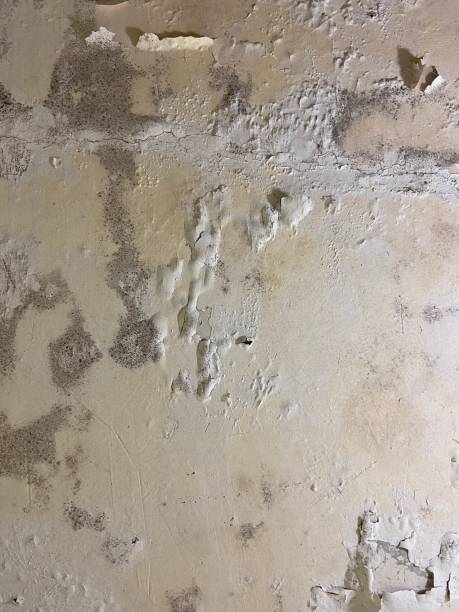 Best Health and Safety Mold Remediation in Carver, MN