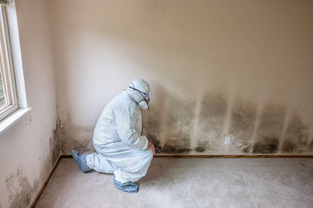 Best Emergency Mold Remediation in Carver, MN
